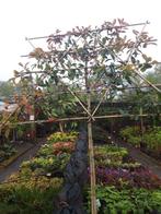 Photinia fras. Red Robin als leiboom, Leiboom, Lente, 250 tot 400 cm, Ophalen
