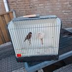 Te koop 1 koppel kanaries en 2 losse mannen, Meerdere dieren, Kleurkanarie