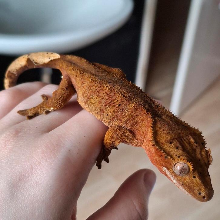 Tijdelijk korting! Dalmatian wimpergekko/crested gecko vrouw Crested Gecko - female for sale from Lotus' Creatures