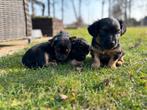 Jack Russel black en tan pups, Jack Russell Terriër, 8 tot 15 weken, Parvo, Meerdere