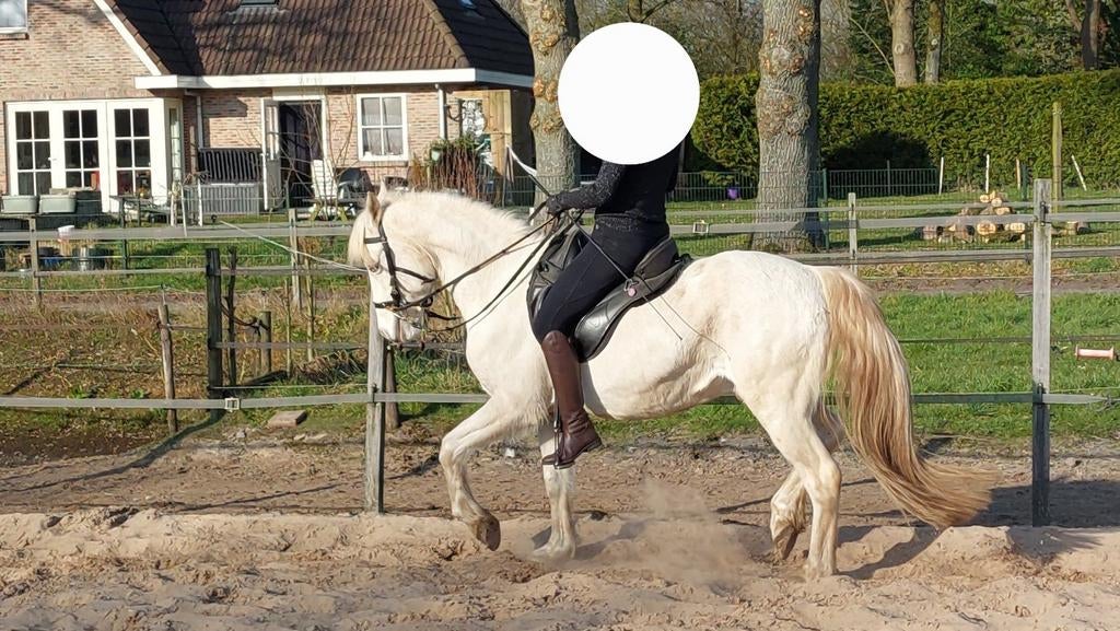 Lieve Spaanse ruin 14 jaar, Dieren en Toebehoren, Ruin, Minder dan 160 cm, Recreatiepaard, 11 jaar of ouder