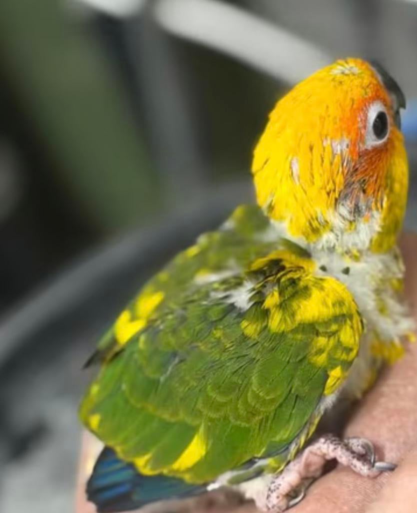 Zonparkieten babys Vogels, Meerdere dieren, Parkiet, Geringd