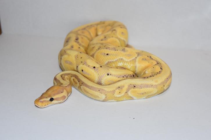 Ball python 1.0 Reticulated Python - male for sale from Liliën