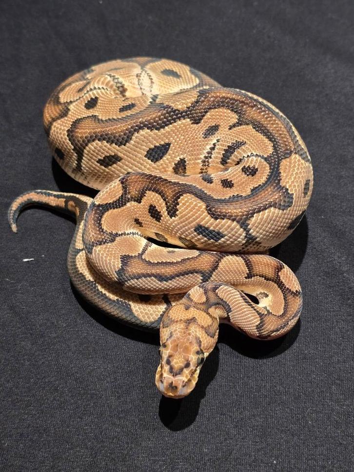 1.0 clown het dg ball python Ball Python - male for sale from martijn