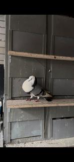 Staande blauwe doffer, Mannelijk, Kropper