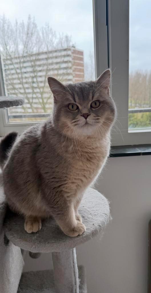 Britse korthaar kater, Dieren en Toebehoren, Katten en Kittens | Raskatten | Korthaar, Kater