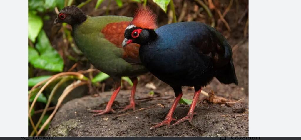 GEZOCHT Roul roul Roel Roel roul-roul koppels en eieren, Meerdere dieren, Tropenvogel