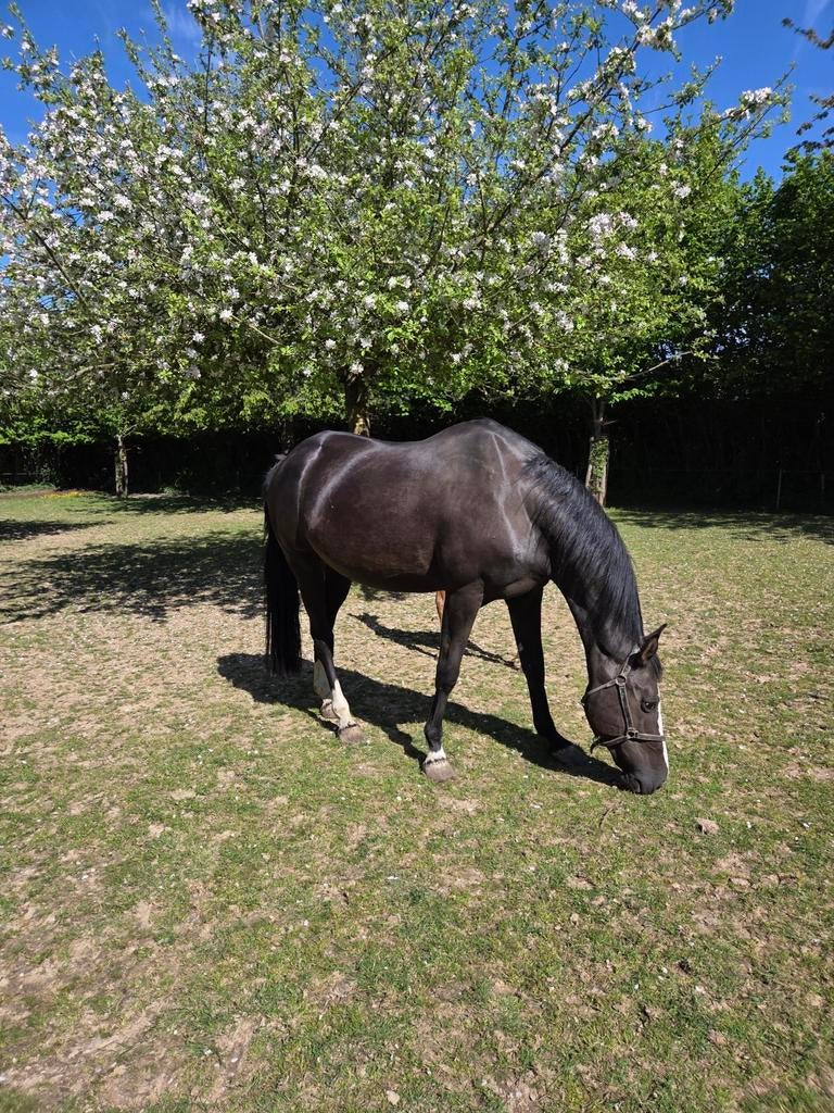 Kwaliteitsvolle fokmerrie: Nabab De Reve x Heartbreaker, Dieren en Toebehoren, Merrie