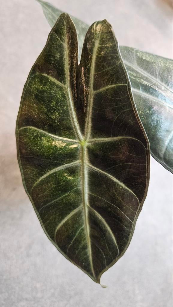 Alocasia Pink Dragon Stardust Variegata, Ophalen of Verzenden, Halfschaduw, Minder dan 100 cm