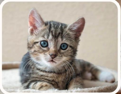 Gezocht: 2 kittens, Dieren en Toebehoren, Katten en Kittens | Overige Katten, Kortharig, Poes, 0 tot 2 jaar