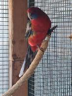 Pennant rosella pop, Dieren en Toebehoren, Vogels | Parkieten en Papegaaien, Vrouwelijk, Parkiet, Geringd