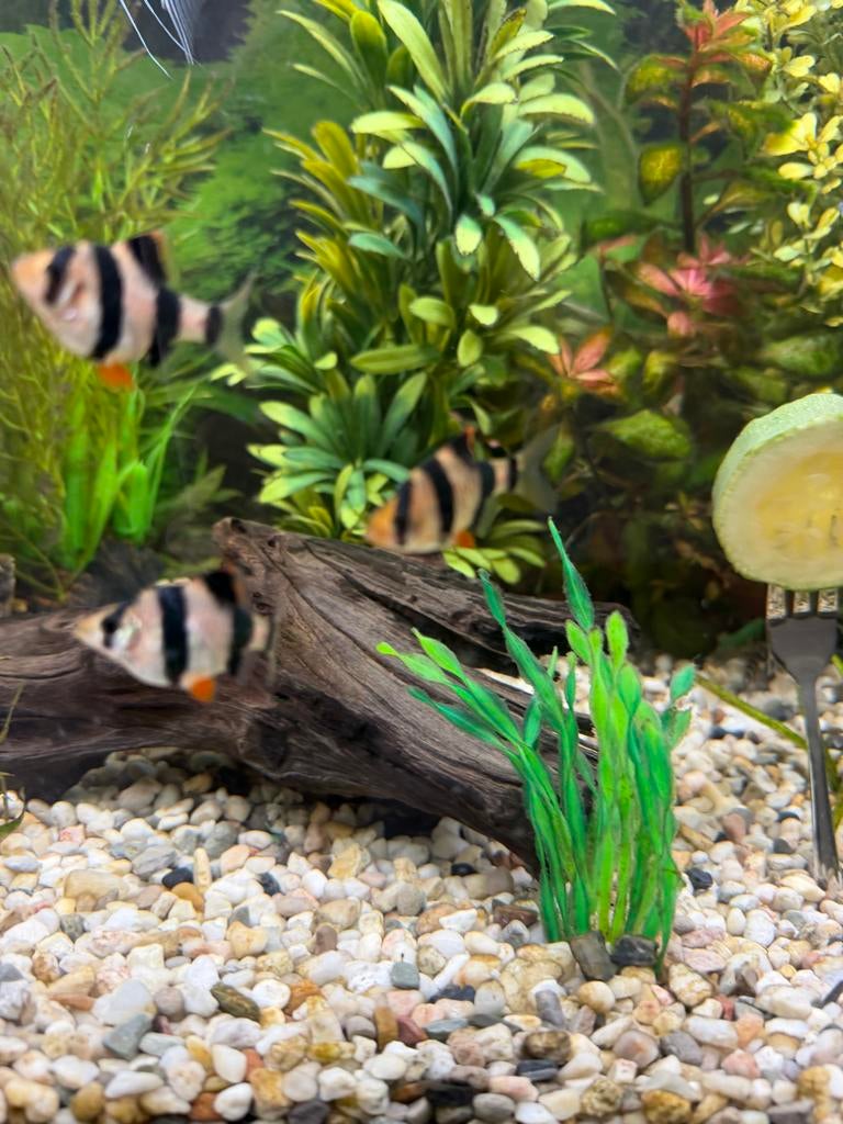 Gratis - 3 sumatraan vissen, Vis