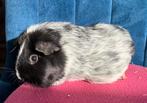 Skinny drager cavia zeugje, Cavia, Augustus, Vrouwelijk, Tam