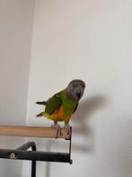 Senegal papegaai (vermoedelijk vrouwtje), Dieren en Toebehoren, Vogels | Parkieten en Papegaaien, Vrouwelijk, Papegaai