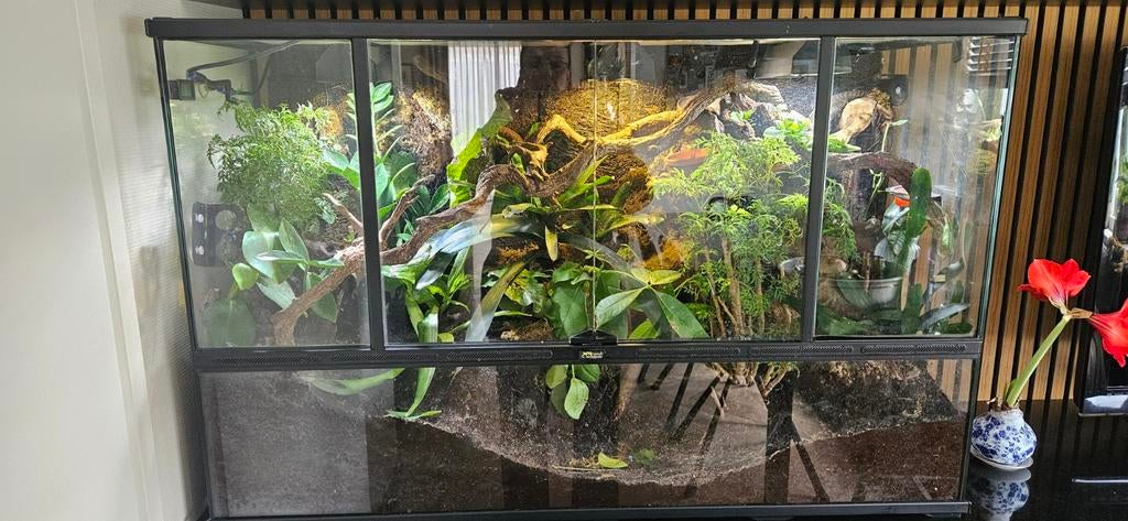 Kweekgroep gargoyle gekko /man/vrouwen/ compleet terrarium, Dieren en Toebehoren, Hagedis, Met terrarium, 0 tot 2 jaar