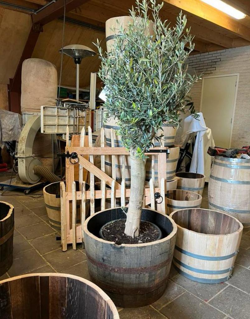 Bloembak hout half wijnvat whiskyvat palmboom vijgenboom, Tuin en Terras, Bloembakken en Plantenbakken, Gerard Krale, Rond, Nieuw