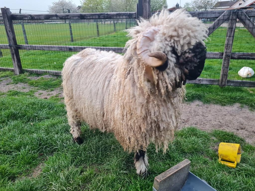 Walliser schwarznase ram, Mannelijk, Schaap