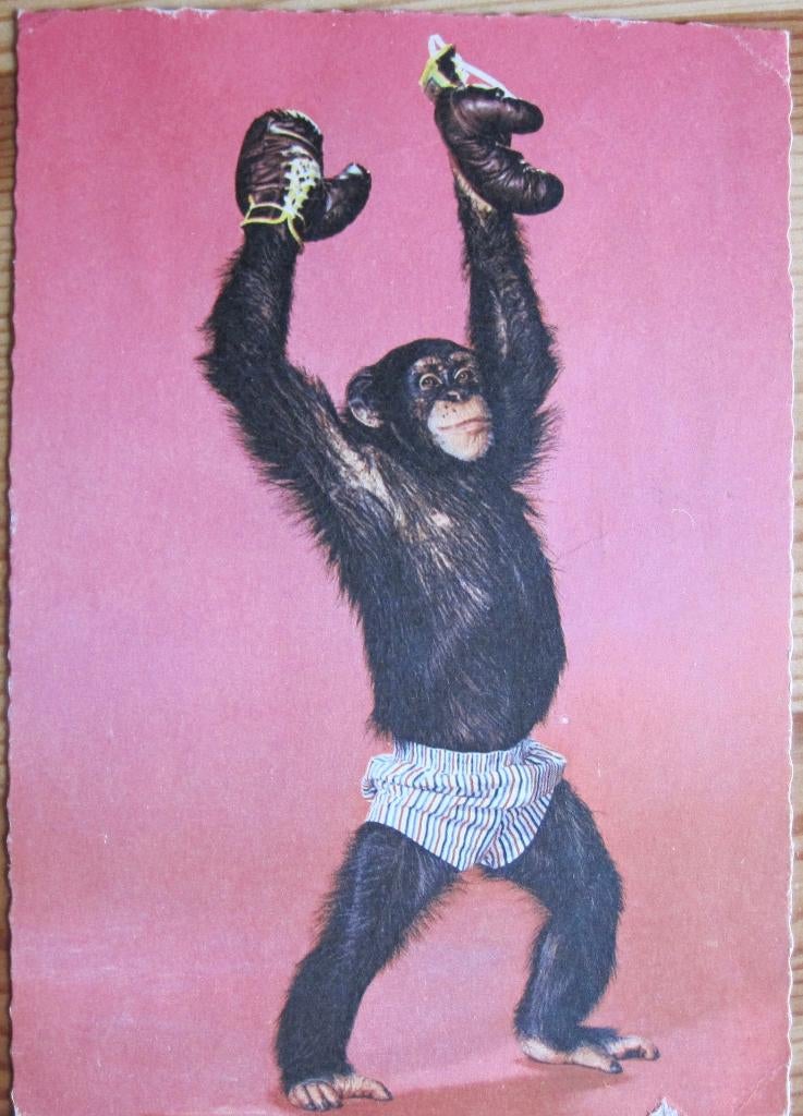 aap verkleed als bokser - zeventiger jaren, Verzenden, 1960 tot 1980, Gelopen, Wild dier