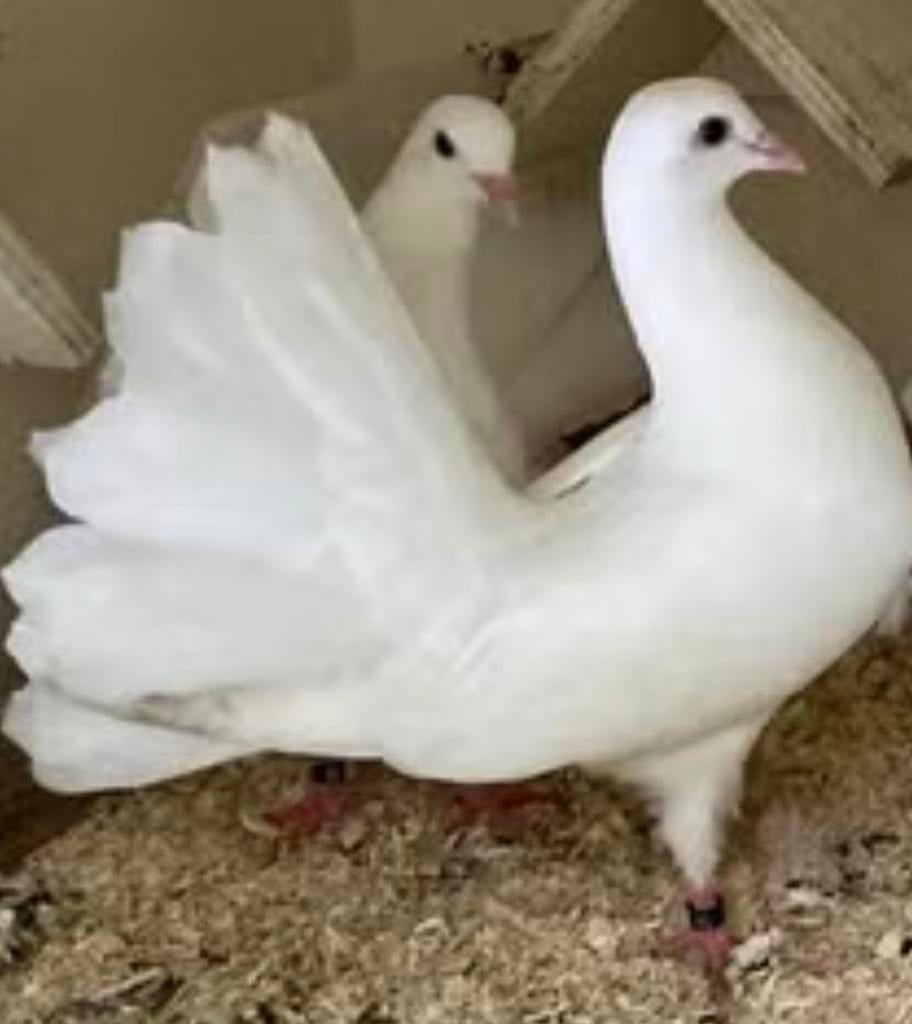 Koppel witte pauwstaart duiven gezocht, Dieren en Toebehoren, Vogels | Duiven, Meerdere dieren, Overige soorten