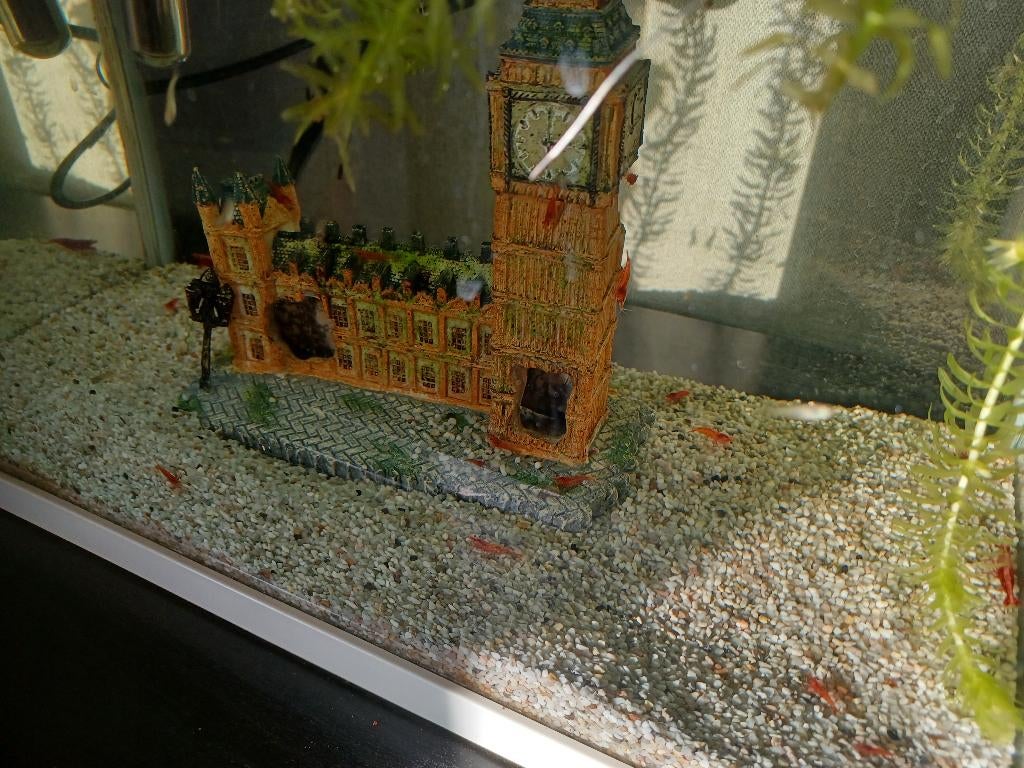 Vuurgarnalen, Dieren en Toebehoren, Vissen | Aquariumvissen, Vis, Zoetwatervis