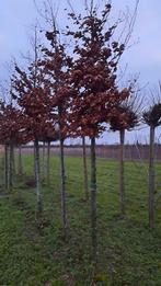 Fagus sylvatica 'Atropunicea' (rode beukenboom) 🍁, Tuin en Terras, Planten | Bomen, Ophalen, Bloeit niet, Halfschaduw, Overige soorten