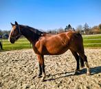 Drachtige merrie, Merrie, Springpaard, 3 tot 6 jaar, 165 tot 170 cm