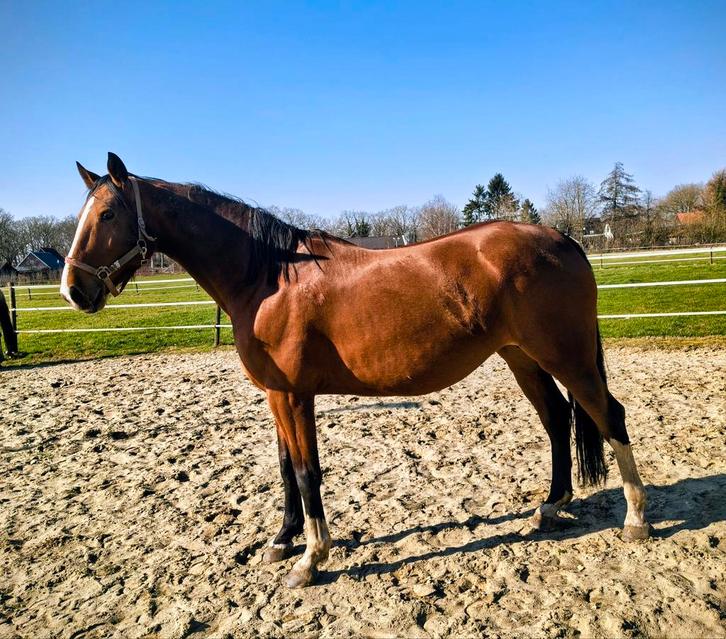 Drachtige merrie, Dieren en Toebehoren, Paarden, Merrie, B, 165 tot 170 cm, 3 tot 6 jaar, Springpaard, Met stamboom, Gechipt, Ontwormd