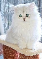 British langhaar, Dieren en Toebehoren, Katten en Kittens | Raskatten | Langhaar, Meerdere dieren, Ontwormd, 0 tot 2 jaar