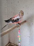 Roze bourke bourkes parkiet, Geslacht onbekend, Parkiet