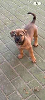 Pups Bullmastiff maal Rottweiler (kruising), Dieren en Toebehoren, Honden | Bulldogs, Pinschers en Molossers, 8 tot 15 weken, Parvo