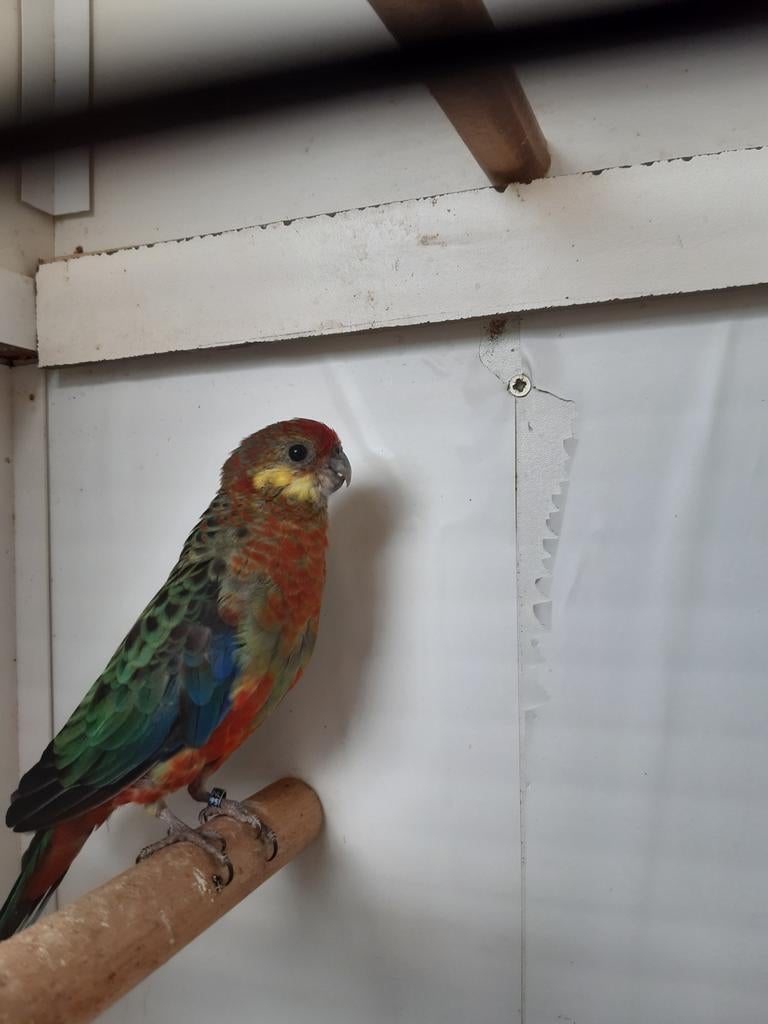 Stanley rosella, Meerdere dieren, Parkiet