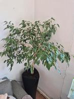 Grote Ficus met pot, Huis en Inrichting, Ophalen