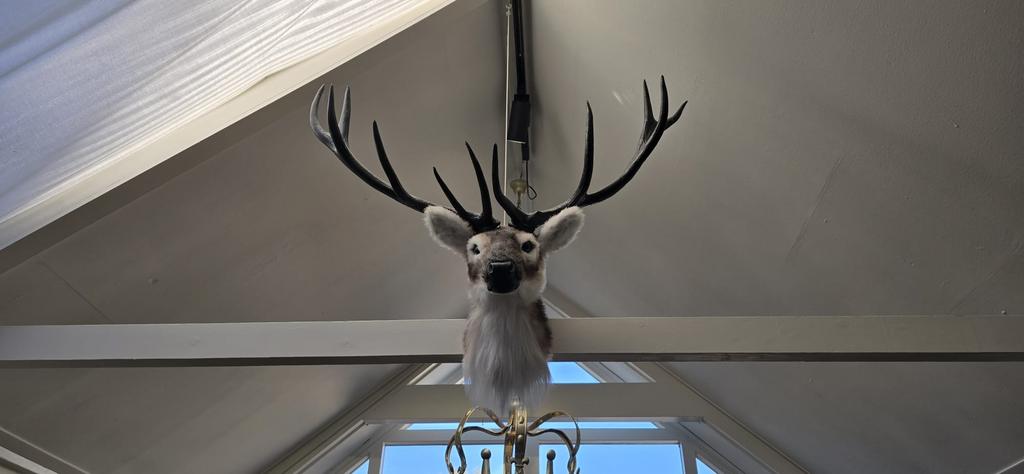 Rendierkop, Ophalen of Verzenden, Zo goed als nieuw