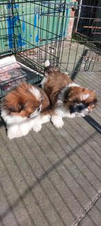 Boomer pups, Dieren en Toebehoren, Honden | Chihuahua's en Gezelschapshonden, Overige rassen, 8 tot 15 weken, Meerdere, Meerdere dieren