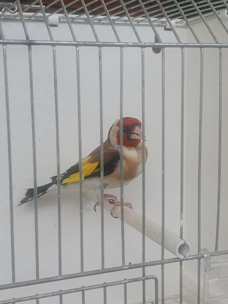 Majoor putter man, Mannelijk, Wildzangvogel, Geringd