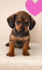 Super mooie Dwergteckel (Kaninchen) pups te koop, Dieren en Toebehoren, Honden | Teckels en Dashonden, Parvo, 8 tot 15 weken, Korthaar