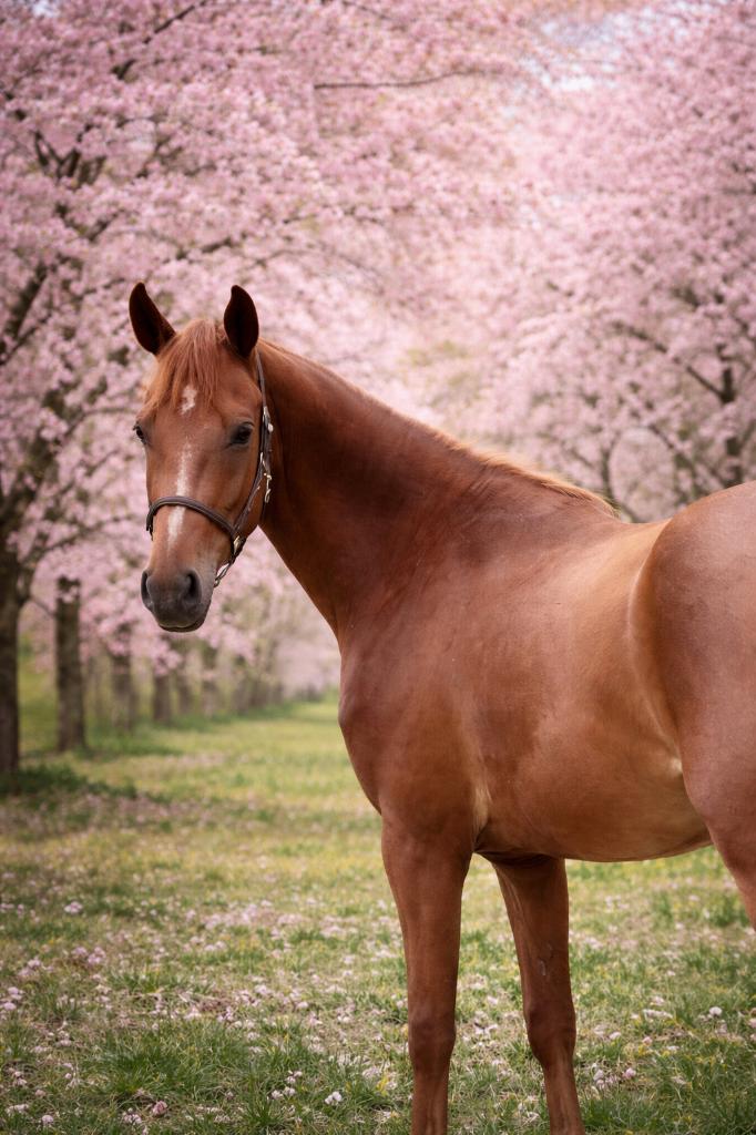 4 jarige E pony te koop, Dieren en Toebehoren, Pony's, E pony (1.48m - 1.57m), Ruin, Springpony, 3 tot 6 jaar