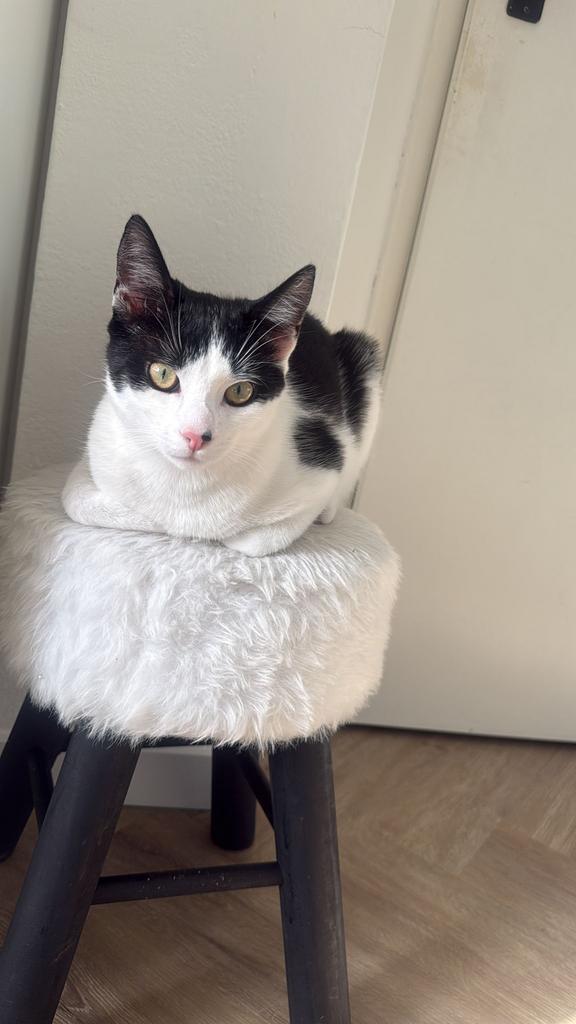 Kitten zoekt huisje, Poes, Ontwormd