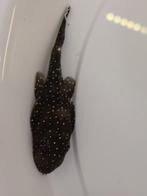 Pleco L 183, Vis