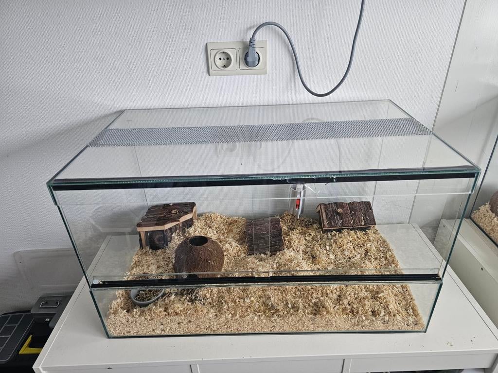 Chinese dwerghamster man met kooi, Juli, Mannelijk, Hamster