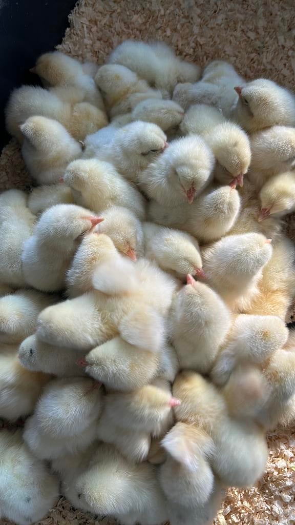 Bonte leghorn kuikens, Dieren en Toebehoren, Pluimvee, Meerdere dieren, Kip