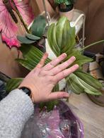 Philodendron florida ghost groot en groeilamp, Huis en Inrichting, Kamerplanten, Ophalen, Overige soorten, Halfschaduw, In pot