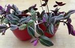 Kamerplant 2  tradescantia + vlinderplant en oxalis, Vaste plant, Halfschaduw, Zomer, Ophalen