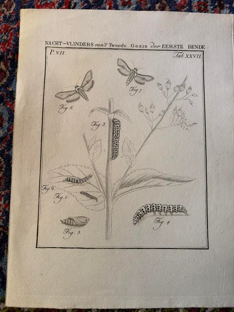Litho: Metamorfosen van Nachtvlinders - Uit Boek, 1800 - 1899, Met tekst, Ophalen of Verzenden, Flora en Fauna