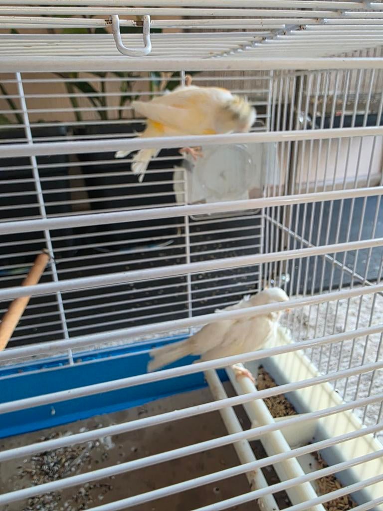 Kopel kanari met kooi, Dieren en Toebehoren, Vogels | Kanaries