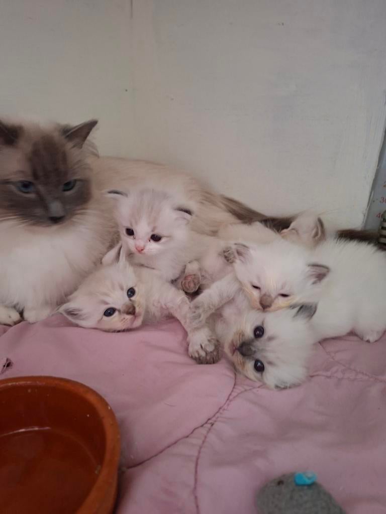 Ragdoll  kittens met stamboom, Met stamboom