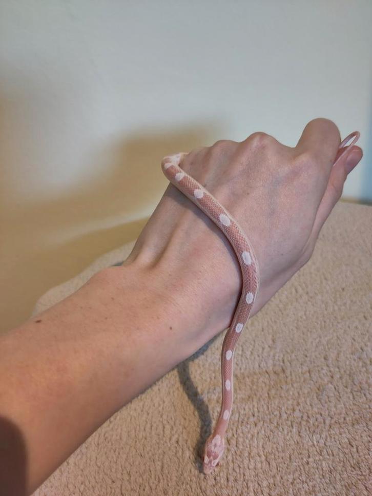 Rode rattenslang, Pantherophis guttatus, NK25 Snow M 0.0.1 Rat Snake - male for sale from Stella's Animals