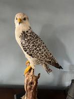 Opgezette Gier Saker valk, Ophalen of Verzenden, Zo goed als nieuw, Vogel, Opgezet dier