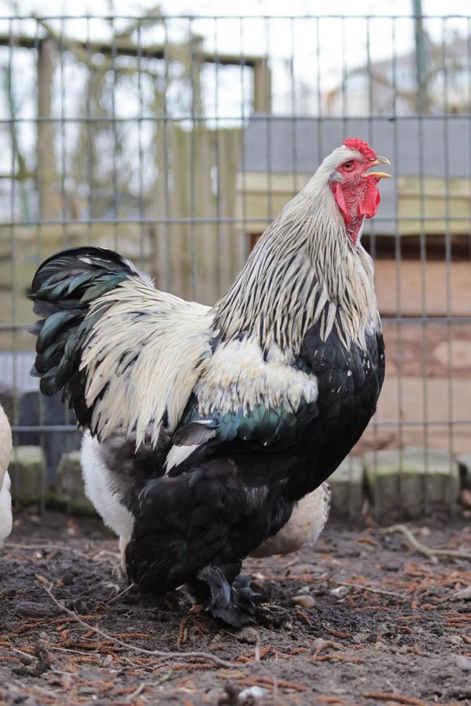 Brahma groothoender broedeieren, Dieren en Toebehoren, Pluimvee, Kip, Geslacht onbekend