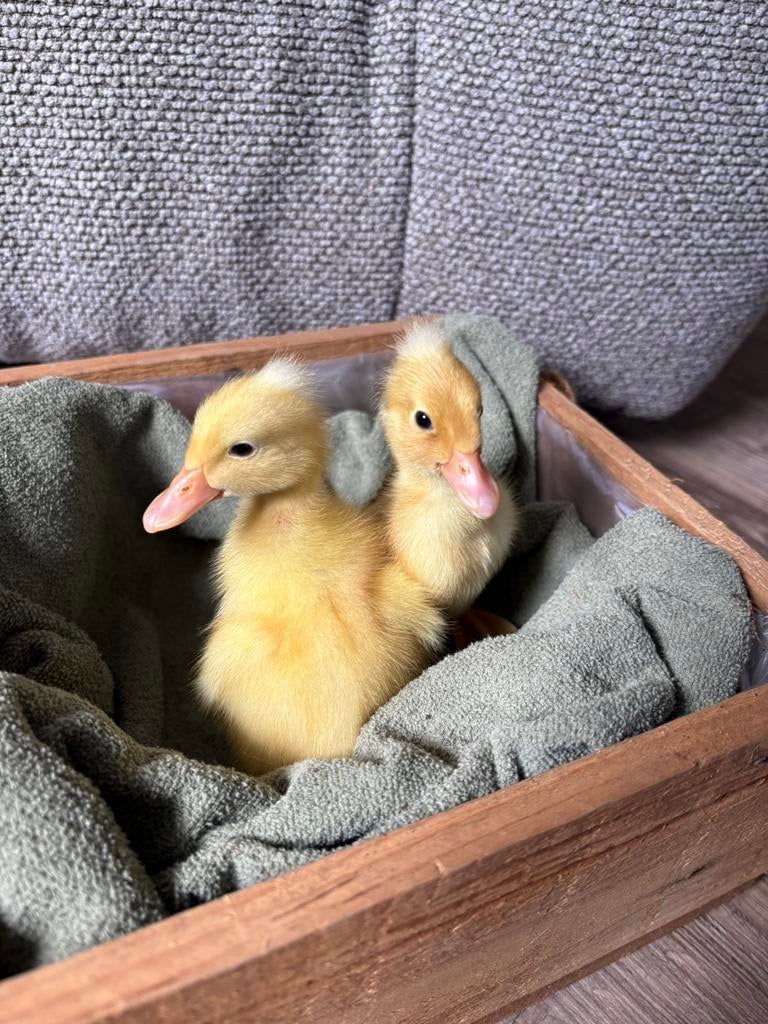 Indische loopeend pulletjes, Dieren en Toebehoren, Pluimvee, Geslacht onbekend, Eend